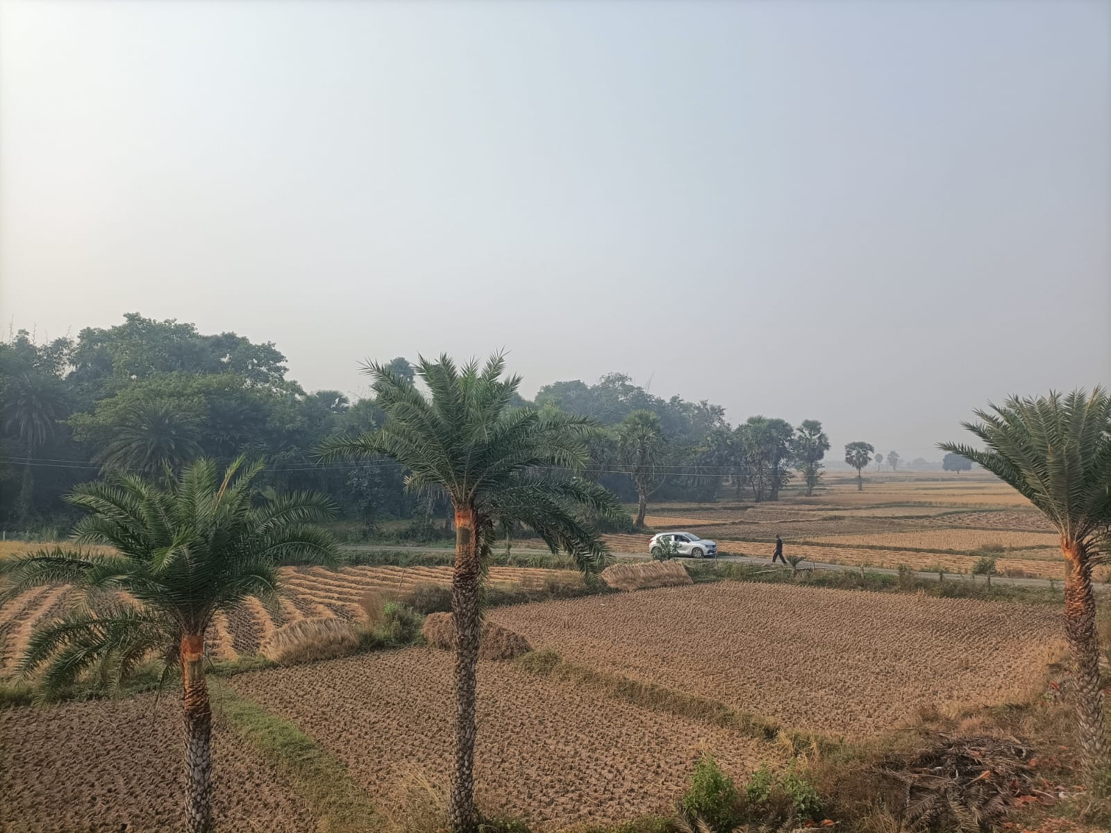 Green surroundings and trees